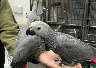 African Gray Birds For Sale