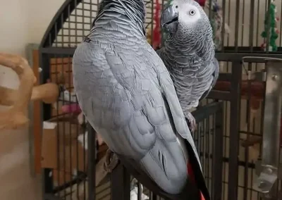African Grays For Sale Near Me