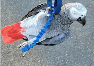 African Grey Parrot For Sale Near Me