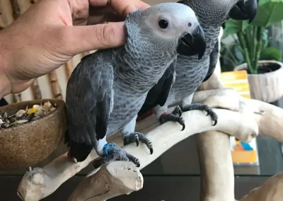 African Parrot For Sale