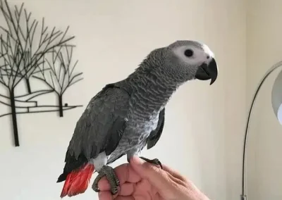 Grey African Parrots For Sale