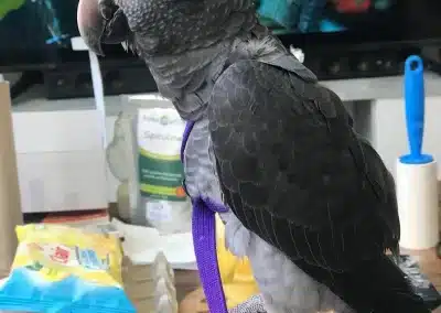 Parrot For Sale African Gray