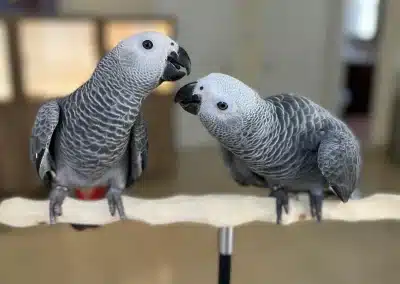 Talking Parrots For Sale
